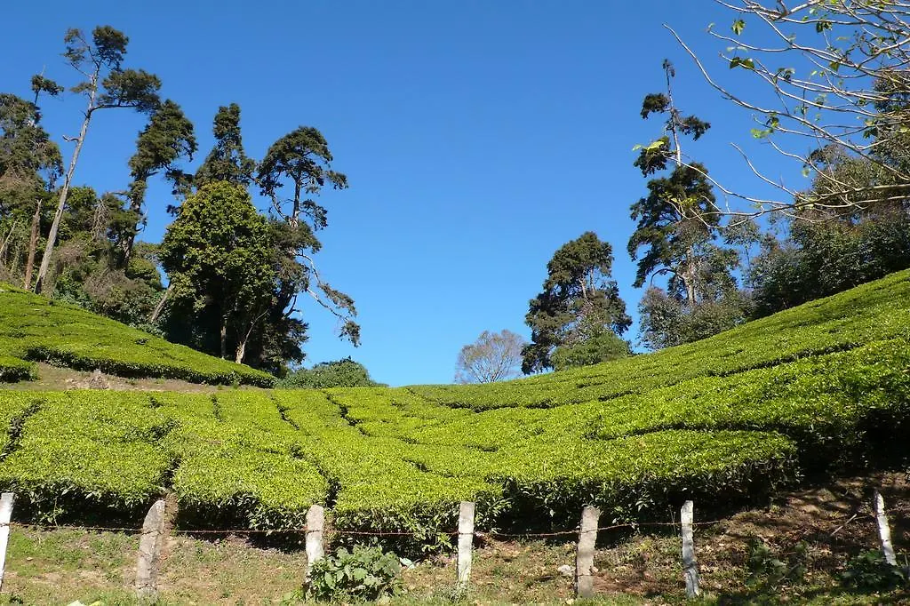 Green Magic Home Munnar Homestay